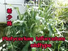 格好良くて育てやすい ビフルカッムcv.オールド 希少株 - メルカリ