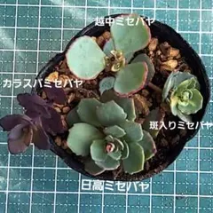 ミセバヤ 斑入りミセバヤ 抜き苗 7/13 10時迄 - メルカリ