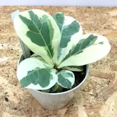 2025年最新】カシワバゴム 斑入りの人気アイテム - メルカリ