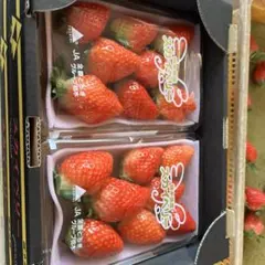 トランプ様　3Lサイズ　2Lサイズ　やよいひめ　いちご　300g✖️8 トランプ様、3Lサイズ 本日発送 本日収穫 やよいひめ 苺 いちご 8