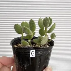 多肉植物 熊童子 抜き苗発送 - メルカリ
