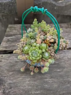 2026年最新】寄せ植え多肉植物の人気アイテム - メルカリ