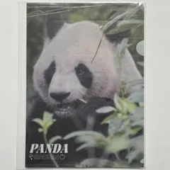 アドベンチャーワールド パンダ クリアファイル/パンフレット レア アドベンチャーワールド パンダ クリアファイル/パンフレット レア