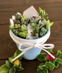 そのまま飾れます　多肉　寄せ植え　育て方メモつき❤️ 陶器製のサムネイル