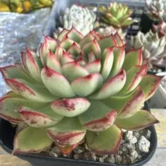 2025年最新】葉挿し 発芽済みの人気アイテム - メルカリ