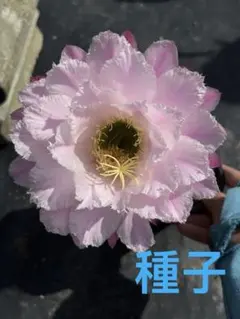 s*す様 馬乙 芳香種花サボテン エキノプシス属 花10−12cm カキコ