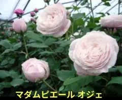 マダムピエールオジェ バラ 挿し木 苗 黒ポットのまま 追跡あり - メルカリ