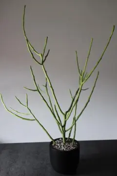 ミルクブッシュ（ミドリサンゴ）　多肉 円筒状の茎枝 個性的フォルム 鉢植え