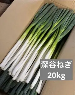 鳥取県産　白ネギ「春香葱」 20kg　長ネギ 鳥取県産 白ネギ「春香葱」 20kg 長ネギ - メルカリ