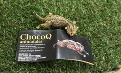 海洋堂　チョコQ　日本の動物　ツシマヤマネコ(仔) フィギュアのサムネイル