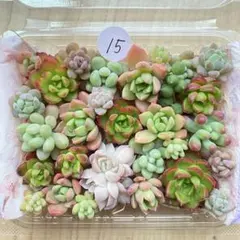 15 多肉植物　多肉弁当　詰め合わせ　寄せ植え　セット　カット苗　韓国苗　セダム