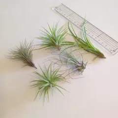 エアープランツ5個セット cのサムネイル