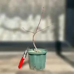 【大粒・強健】ブルーベリー接木苗 スパルタン 6号ポット(ラビットアイ台木)③