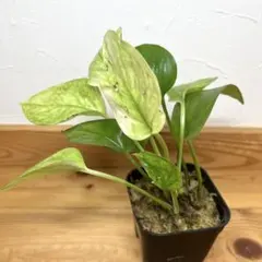 ★Rara★様 ポトスエクセレント6鉢メルカリ便 ポトス エクセレント - メルカリ