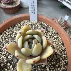 hikaru様 リクエスト 3点 まとめ商品