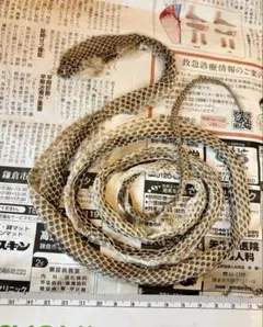 Y*i様 瓦 付け フウラン - メルカリ