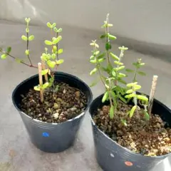 【お得】ドロサンテマム 2種セット ポットごと 多肉植物　　　 43