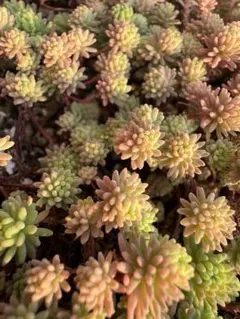 多肉植物セダム斑入りパリダム50本以上カット