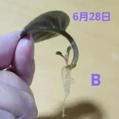 セントポーリア　B　葉挿し用葉っぱ２枚(内1枚根付)のサムネイル