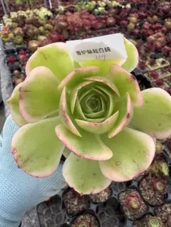 38#多肉植物アエオニウム錦❤️グリ一ンファイア一錦❤️碧火❤6頭25cm