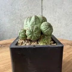 US輸入株 ユーフォルビア オベサ錦 カキコ カット苗 ② 送料込み