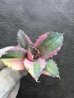 2026年最新】アガベ 白鯨 斑入りの人気アイテム - メルカリ