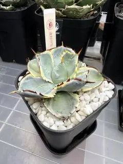 え*じ様 連棘甲蟹　アガベのサムネイル