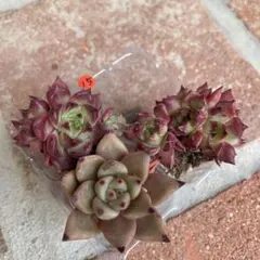 多肉植物 ブラックプリンス【抜き苗】 - メルカリ