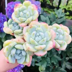 望舒（ぼうしょ）　新品種　群生　大苗　エケベリア　多肉植物のサムネイル