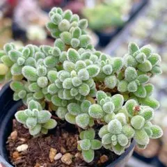 izu.0122様 リクエスト 3点 まとめ商品