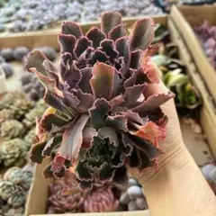 鈴木小夜子様 リクエスト 3点 まとめ商品