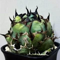 2025年最新】阿修羅 アガベの人気アイテム - メルカリ