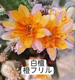 79-魔法 新品種 花サボテン エキノプシス属 羽毛咲き カキコ - メルカリ