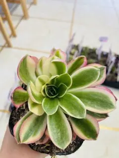 aty213様 リクエスト 3点 まとめ商品