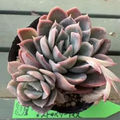 ジョセリンの薔薇xストロベリーアイス