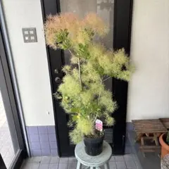 ①*:ஐパープル葉に赤い煙の花*:ஐスモークツリー・苗木【ダスキー