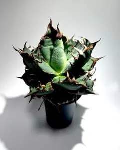 アガベ チタノタ ハデス　agave titanota super caesarのサムネイル