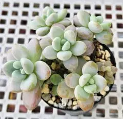 ebun様 リクエスト 3点 まとめ商品