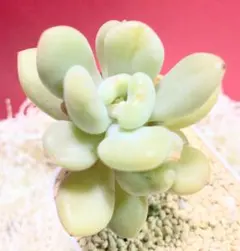 エケベリア ビルゲイツさん しっかり苗に変身♡ 再出品 ハ－トの葉が♡♡