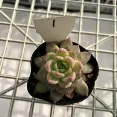 2025年最新】中里リンゼアナの人気アイテム - メルカリ