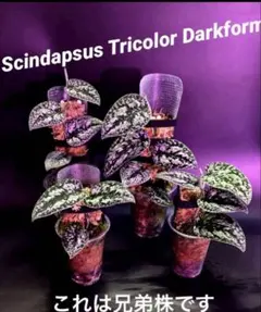 2026年最新】スキンダプサスの人気アイテム - メルカリ