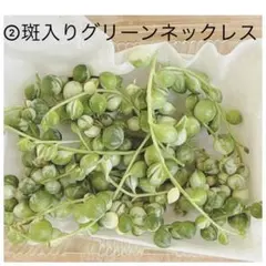 ②斑入りグリーンネックレス カット苗　多肉植物　マーブルネックレス