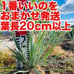 48 ユッカ ロストラータ 1番でかいのおまかせ発送