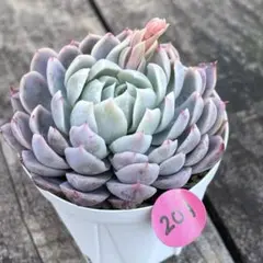 2026年最新】おらいさん苗 ミックスベリアの人気アイテム - メルカリ