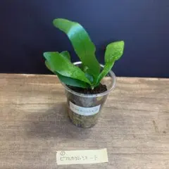 ビカクシダ P. hilli '綴化深緑' 胞子培養株 - メルカリ