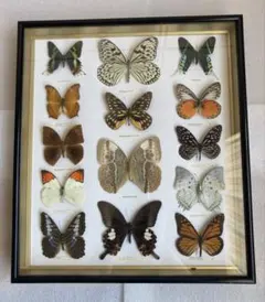 Kallima inachus formosana 蝶 標本 | Mercari