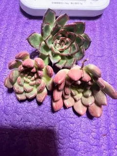 やしだ様 リクエスト 2点 まとめ商品