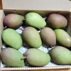宮崎県産 摘果マンゴー 1.5kg - メルカリ