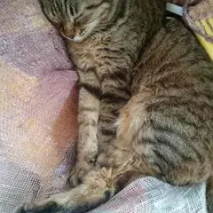 ayaka様  カルティエ時計  確認用