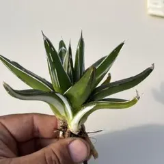 2025年最新】氷山 中斑の人気アイテム - メルカリ